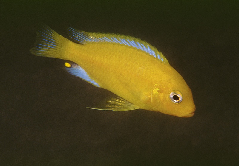 Maylandia barlowi 'Mbenji Island'